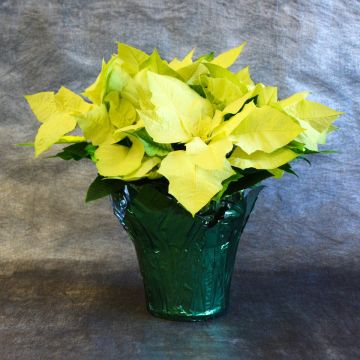 Green Envy Poinsettia, Foil Cover