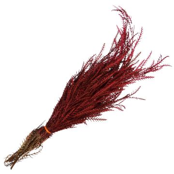 Grevillea Ivanhoe, Dipped 'Red'