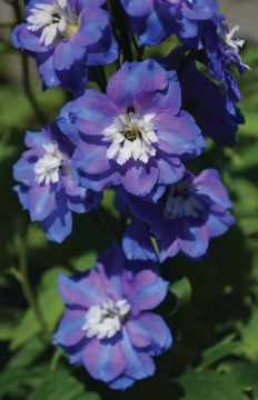 Delphinium, Candle Larkspur 'Guardian Blue'