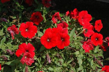 Petunia, Surfinia® 'Deep Red'