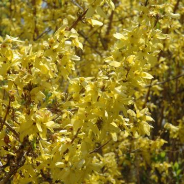 Forsythia, Border Forsythia 'Spring Glory'