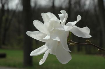 Magnolia, Loebner Magnolia 'Spring Welcome®'