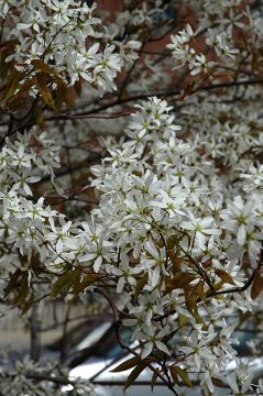 Amelanchier, Serviceberry Tree 'Spring Flurry®'