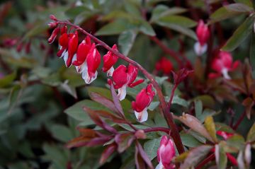 Dicentra, Old Fashioned Bleeding Heart 'Valentine®'