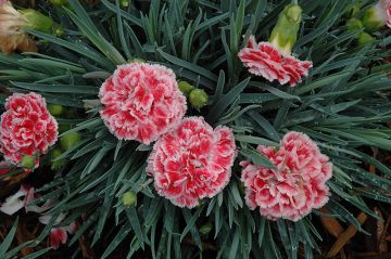 Dianthus, Scent First® 'Coral Reef'