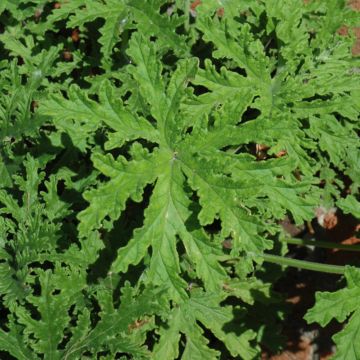 Pelargonium, Mosquito Plant 'Citrosa'