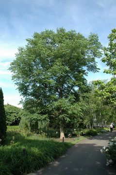 Gymnocladus, Kentucky Coffeetree 'Espresso™'