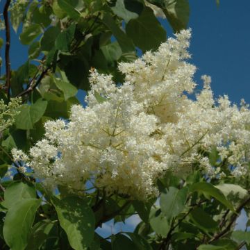 Syringa, Japanese Lilac Tree 'Ivory Silk®' - Bare Root