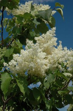 Syringa, Japanese Lilac Tree 'Ivory Silk®'