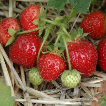 Fragaria, Strawberry 'Jewel'