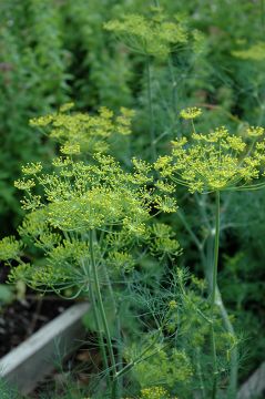 Dill, 'Fern Leaf' (Herb)