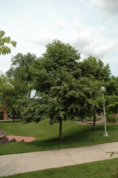 Alnus, Siberian Alder 'Prairie Horizon®'