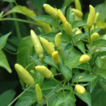 Capsicum, Hot Tabasco Pepper