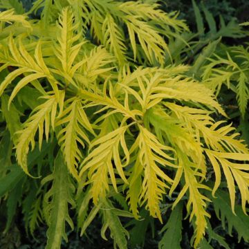 Sambucus, Red Elderberry 'Sutherland Gold'