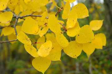 Populus, Quaking Aspen