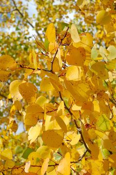 Populus, Quaking Aspen 'Prairie Gold®'