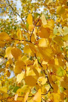 Populus, Quaking Aspen 'Prairie Gold®'