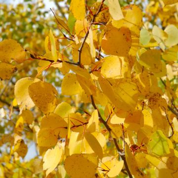 Populus, Quaking Aspen 'Prairie Gold®' - Bare Root