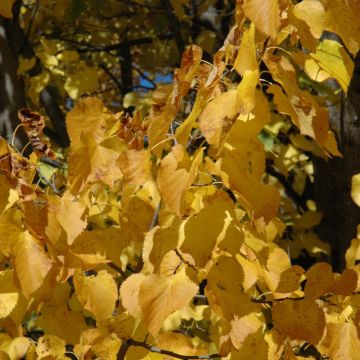 Tilia, American Linden 'Boulevard' (Large Sizes)
