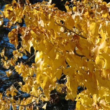 Tilia, American Linden 'Redmond' (Large Sizes)
