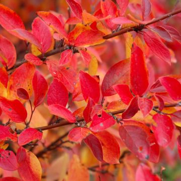 Cotoneaster, Hedge Cotoneaster