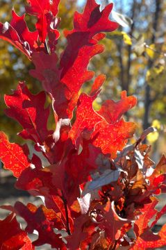Quercus, Hybrid Oak 'Crimson Spire™'
