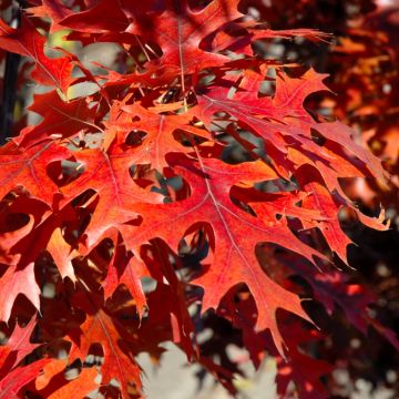 Quercus, Northern Pin Oak 'Majestic Skies™' (Large)