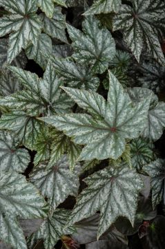 Begonia Cane 'Gryphon'