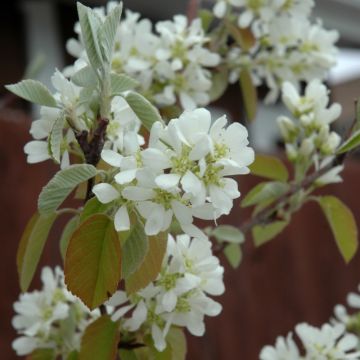 Amelanchier, Serviceberry Shrub 'First Editions® Standing Ovation™'