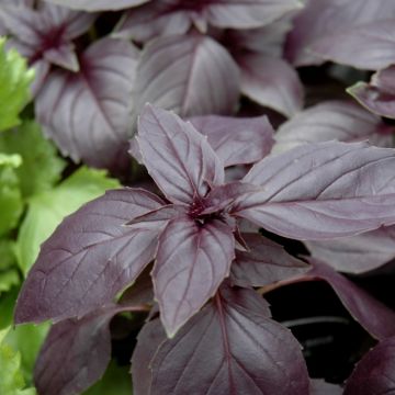 Ocimum, Basil 'Red Rosie'