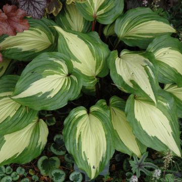 Hosta, Green-White Leaf 'Raspberry Sundae' 