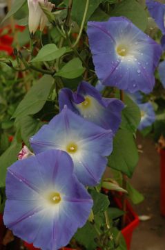 Morning Glory, 'Heavenly Blue'