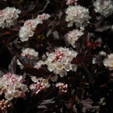 Physocarpus, Ninebark 'Tiny Wine®'