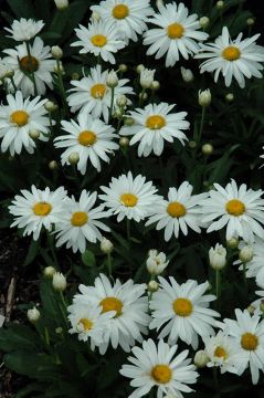 Leucanthemum, Shasta Daisy 'Whoops-A-Daisy'