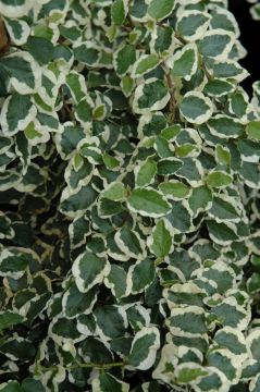 Ficus Pumila 'Variegata'