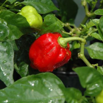 Capsicum, Hot Habenero Pepper 'Carolina Reaper'