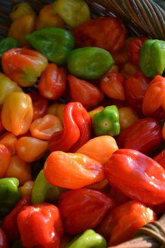 Capsicum, Hot Pepper 'Habanero'