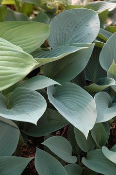 Hosta, Blue Leaf 'Halcyon'