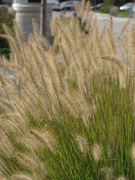 Pennisetum, Fountain Grass 'Hameln'