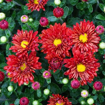 Chrysanthemum, Igloo Fall Mum 'Firedance'