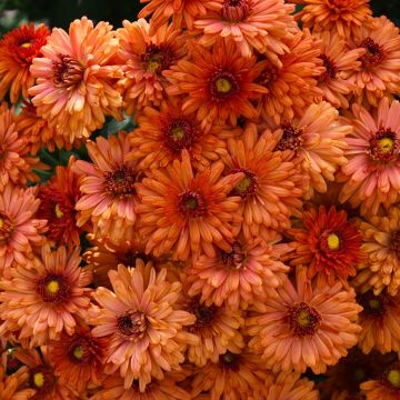 Chrysanthemum, Igloo Fall Mum 'Warm'