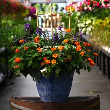'Heat Lovin' Combo Patio Planter