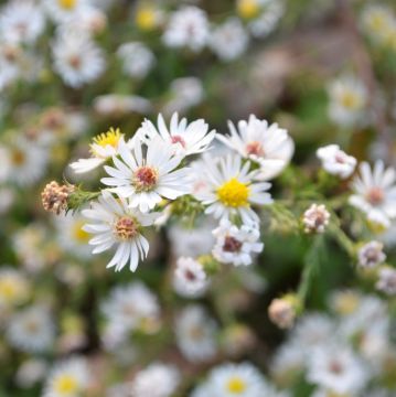 Aster, Heath Aster 'Minnesota Native'