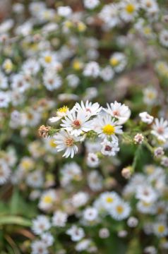 Aster, Heath Aster 'Minnesota Native'