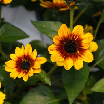 Helianthus, Sunflower 'Sol Seeker'