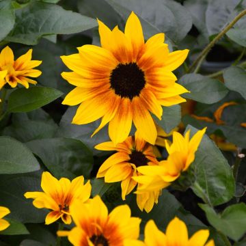 Helianthus, Sunflower 'Sunbelievable™'