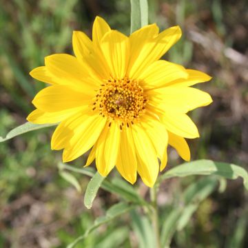 Helianthus, Maximilian Sunflower, 6 pack