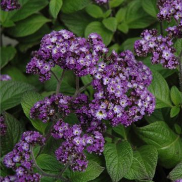 Heliotrope, 'Fragrant Delight'