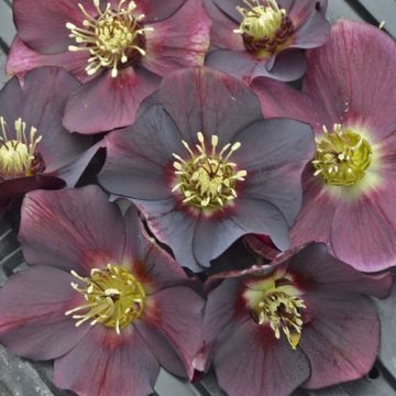 Helleborus, Lenten Rose 'Honeymoon® Rome In Red'