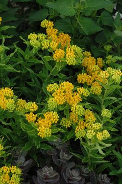 Asclepias, Butterfly Weed 'Hello Yellow'
